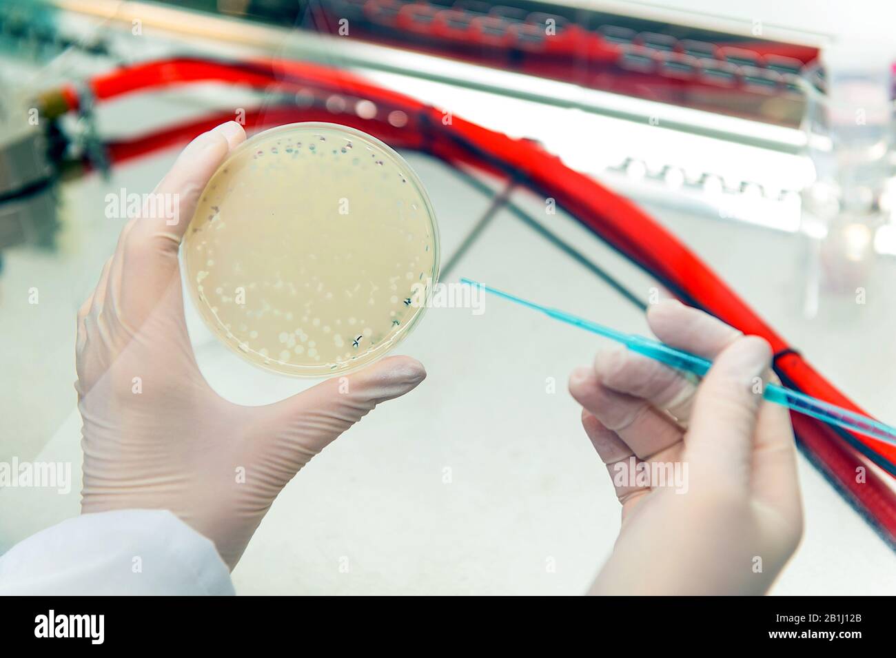 hands usind needle are picking bacteriophage plaque Stock Photo