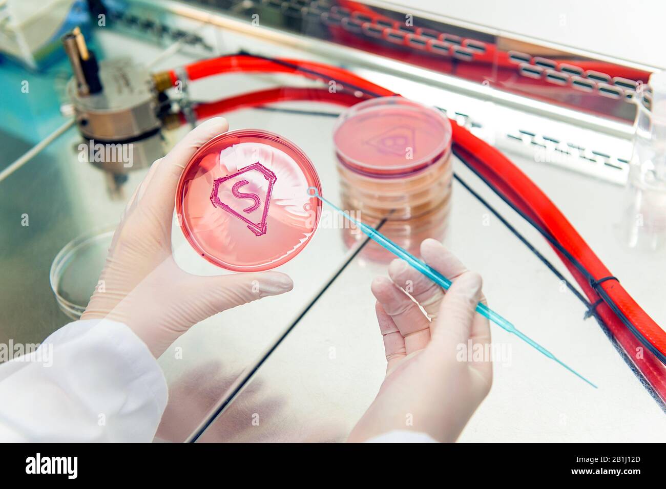 scientist working with petri plate with super bacteria symbol made of grown bacterial culture  in shape of letter s Stock Photo