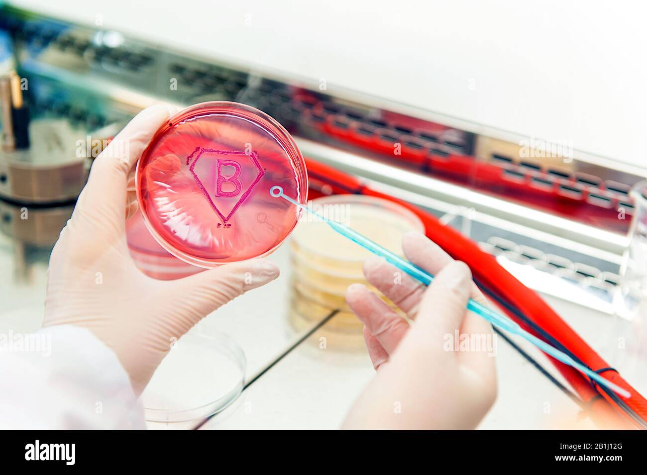 inoculation of petri dish super bacteria in lab concept Stock Photo