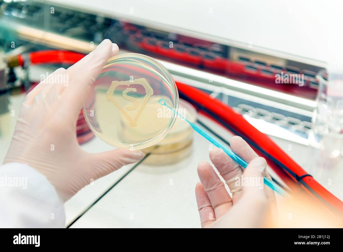 hand working with super bacteria symbol growth on petri dish Stock Photo