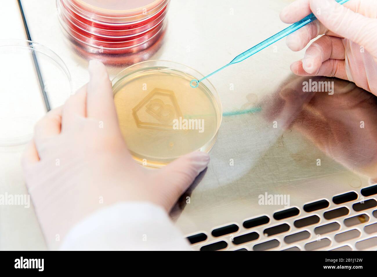 super microbe in lab concept - scientist holding petri plate with sign made of  bacterial culture in shape of letter b Stock Photo