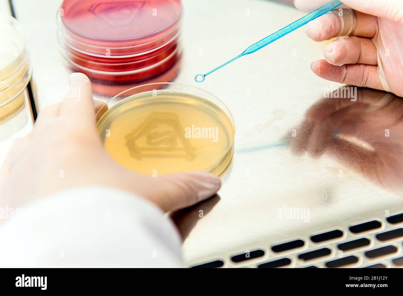 bacterial culture in shape of letter s Stock Photo