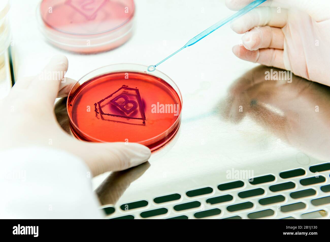super bacteria in lab concept - scientist holding petri plate with sign made of  bacterial culture in shape of letter b Stock Photo