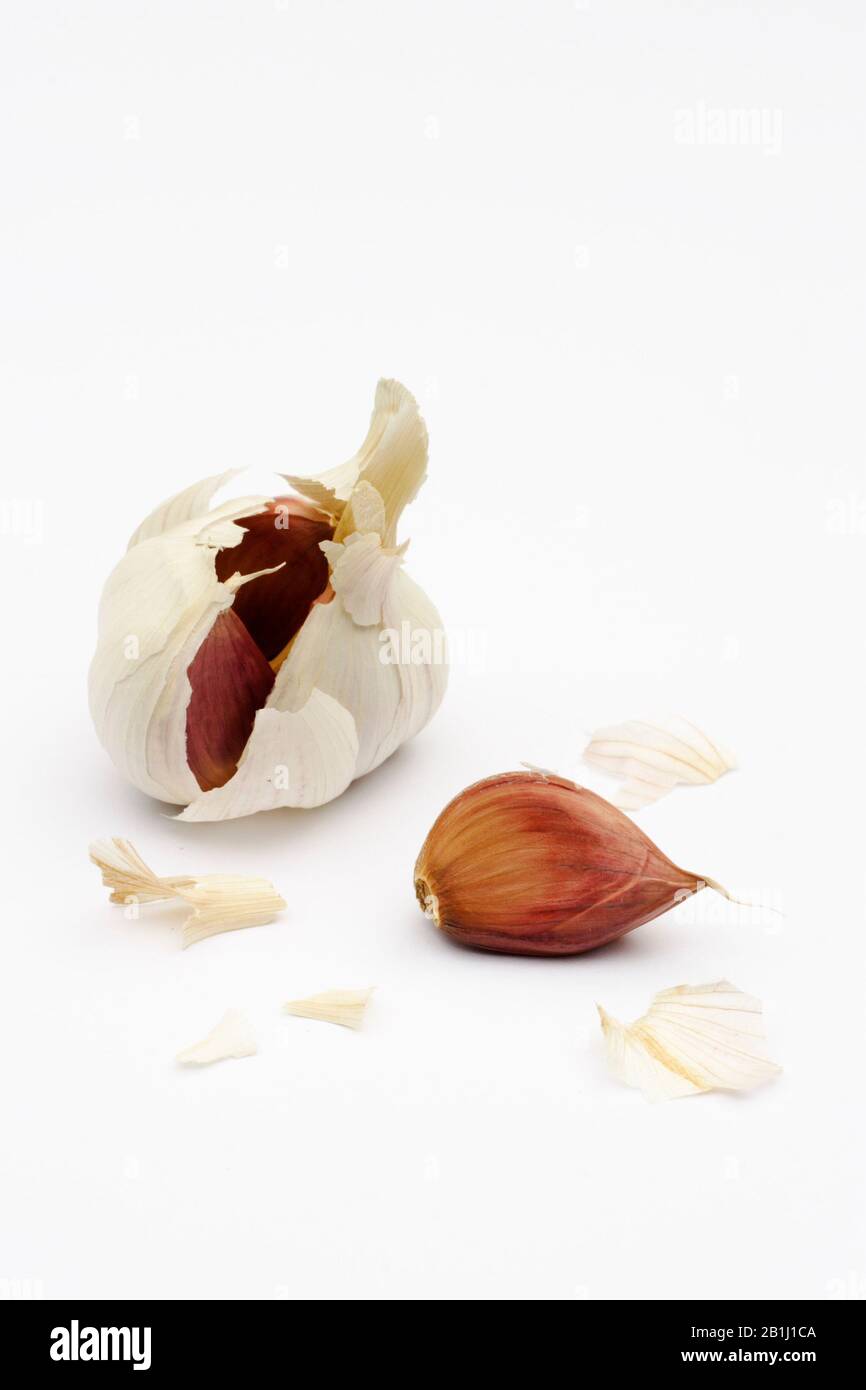 Garlic bulb and cloves on a white background Stock Photo - Alamy
