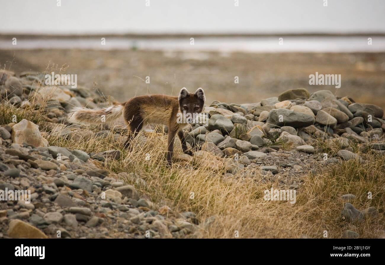 Arctic fox walking in Spitsbergen Stock Photo