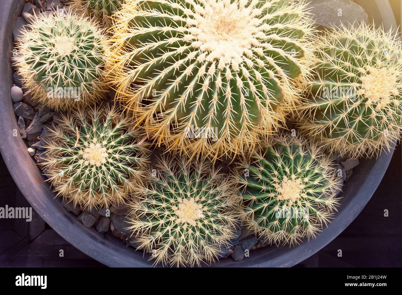 Several round large cacti in a pot, top view Stock Photo