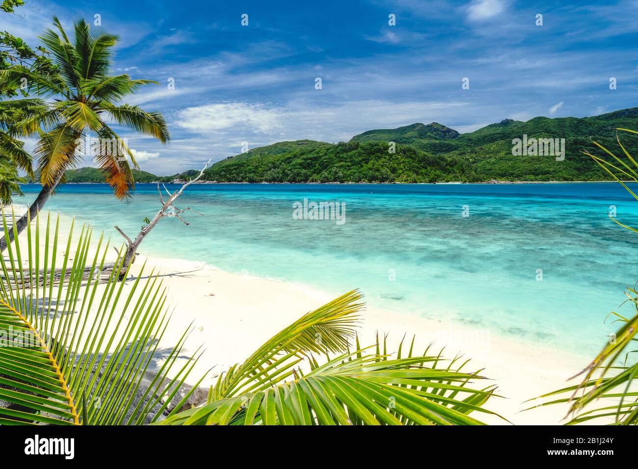 Vacation holiday vibe exotic wallpaper. Palm trees on tropical beach. Blue ocean lagoon and sky with white clouds Stock Photo