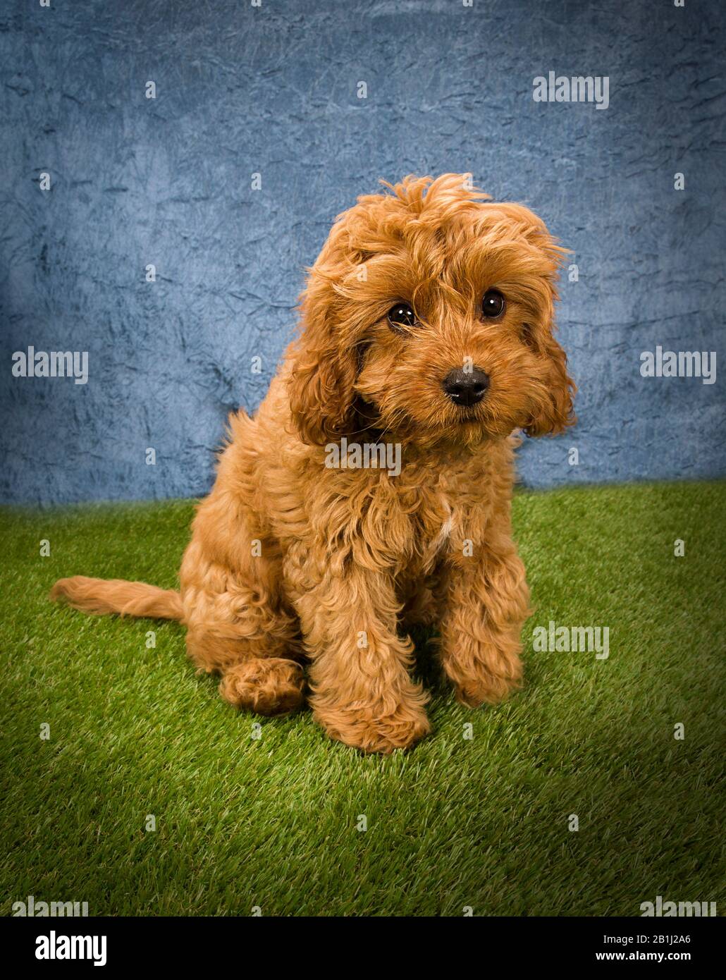 Cute dog Portrait Photograph of a Cockerpoo Stock Photo - Alamy