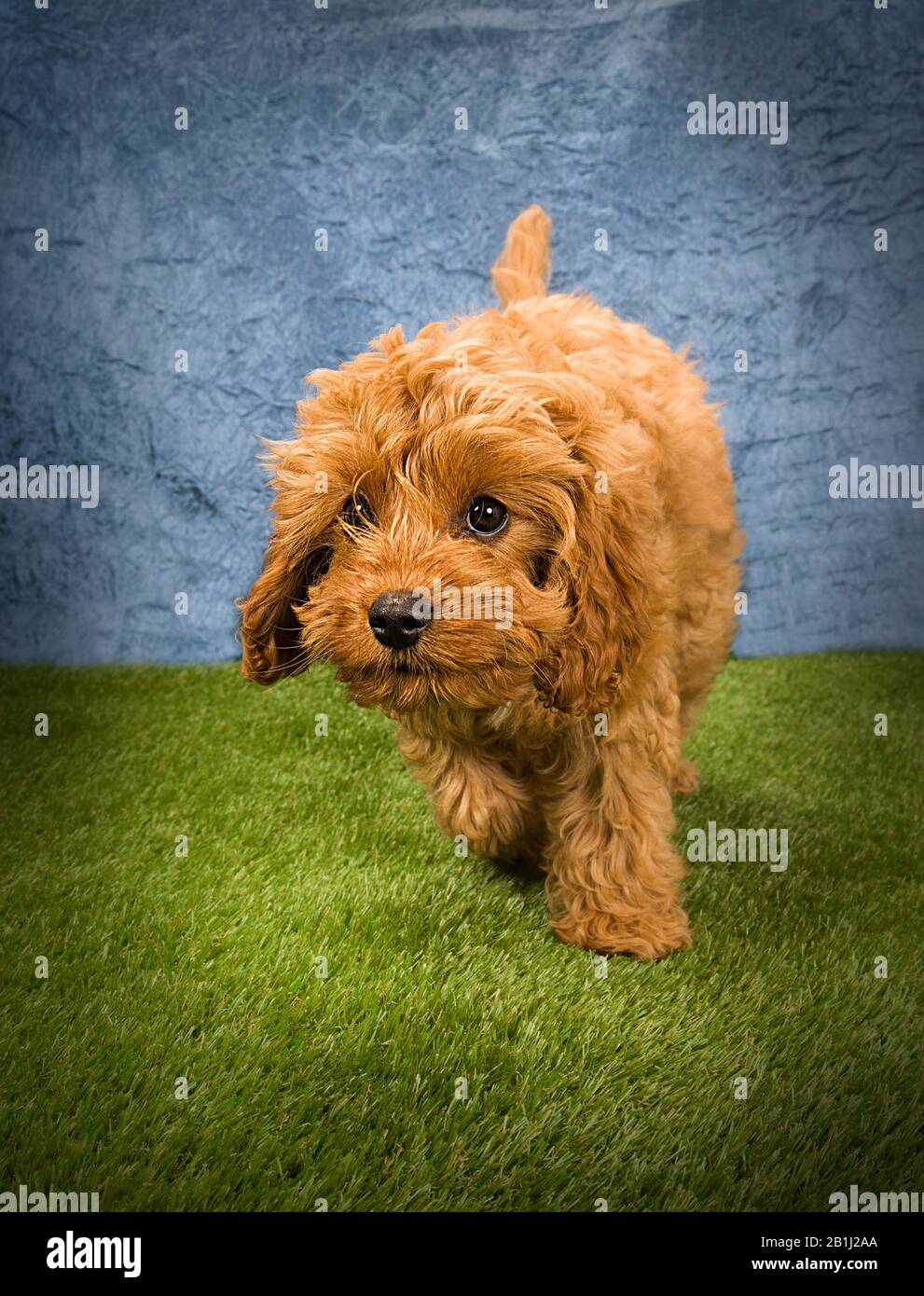 Cute dog Portrait Photograph of a Cockerpoo Stock Photo - Alamy