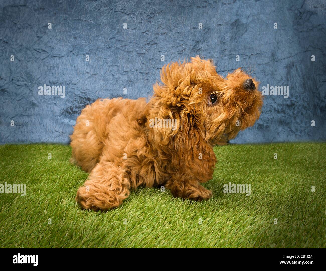 Cute dog Portrait Photograph of a Cockerpoo Stock Photo - Alamy