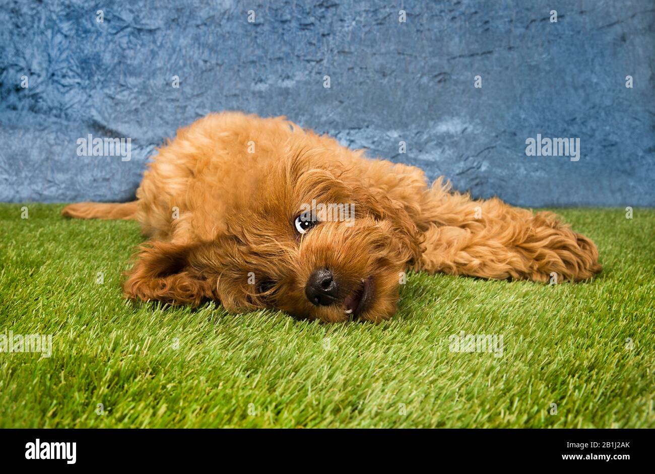 Cockerpoo photograph hi-res stock photography and images - Alamy