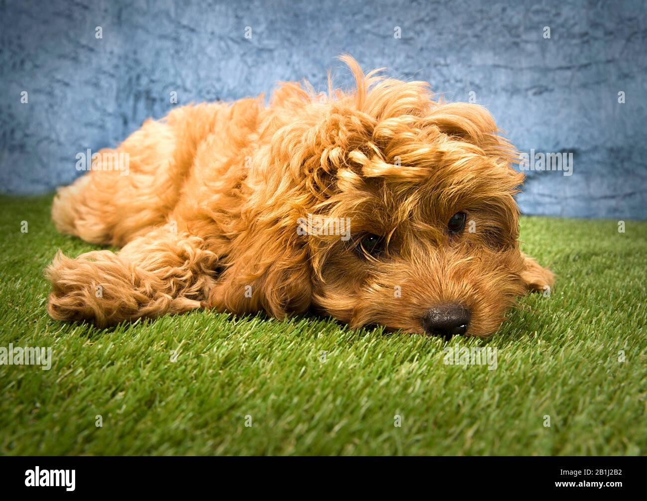 Cute dog Portrait Photograph of a Cockerpoo Stock Photo - Alamy