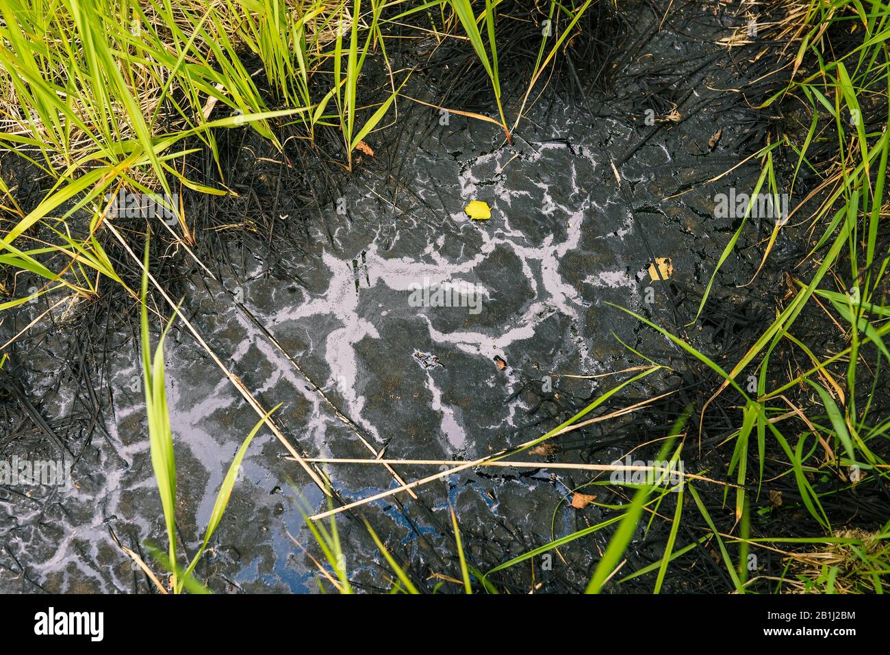 Spilled oil on the green grass. Oil leak and nature killed by toxic chemicals. Dangerous black liquid Stock Photo