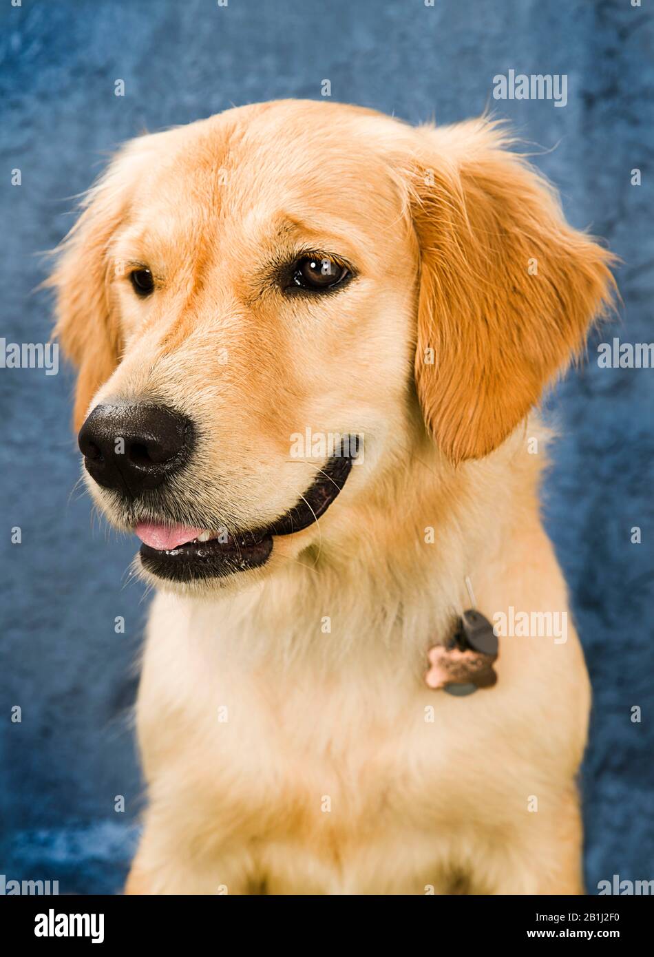 Cute dog Portrait Photograph of a Golden Retriever Stock Photo - Alamy