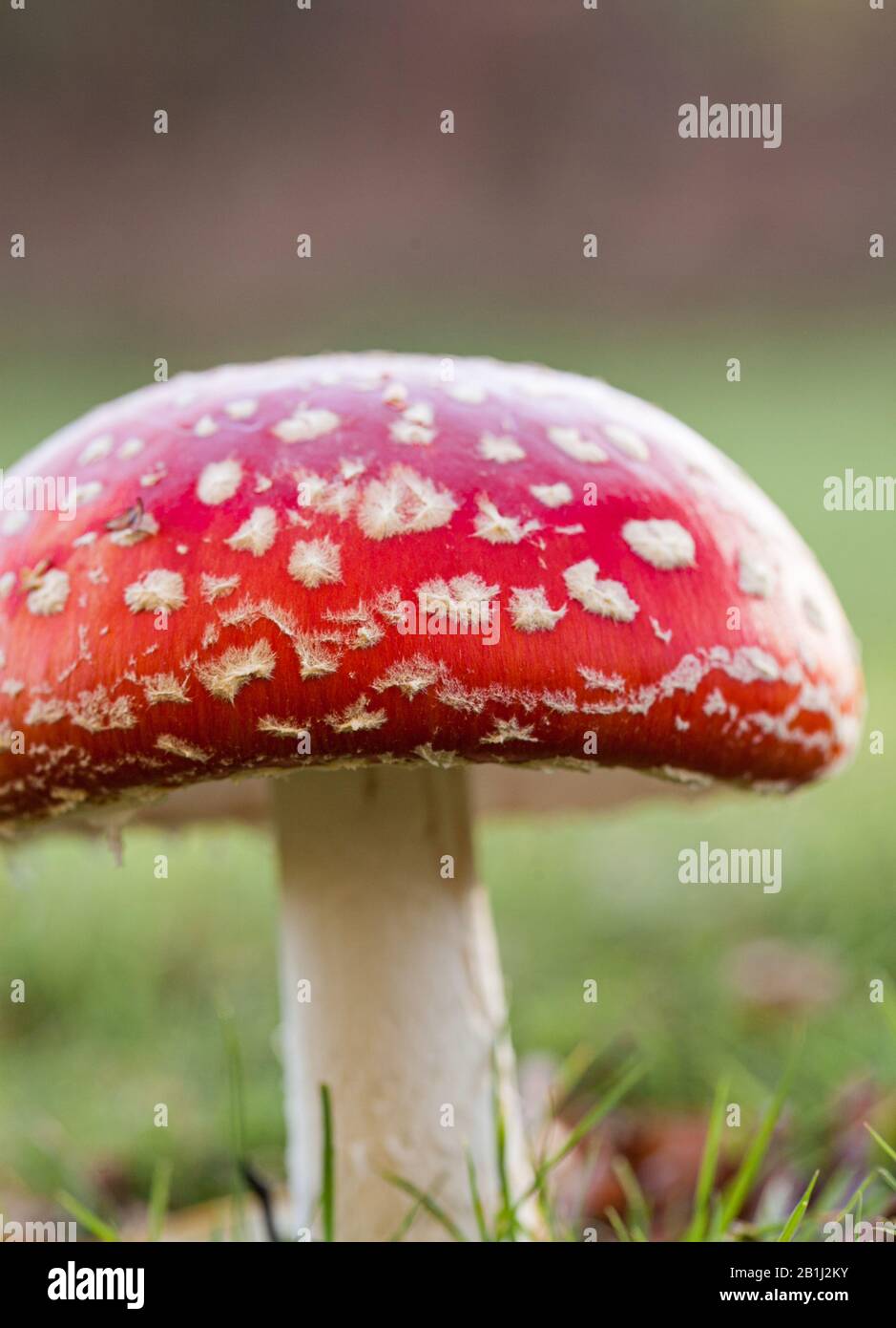 Fly Agaric ( aka 'Fly Amanita )toadstools on North Leigh Common, Oxfordshire in macro. Stock Photo