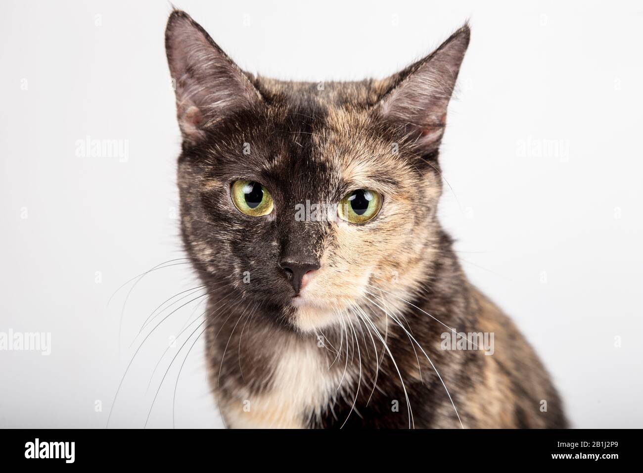 Three color cat portrait on white background. Foreground. Isolated