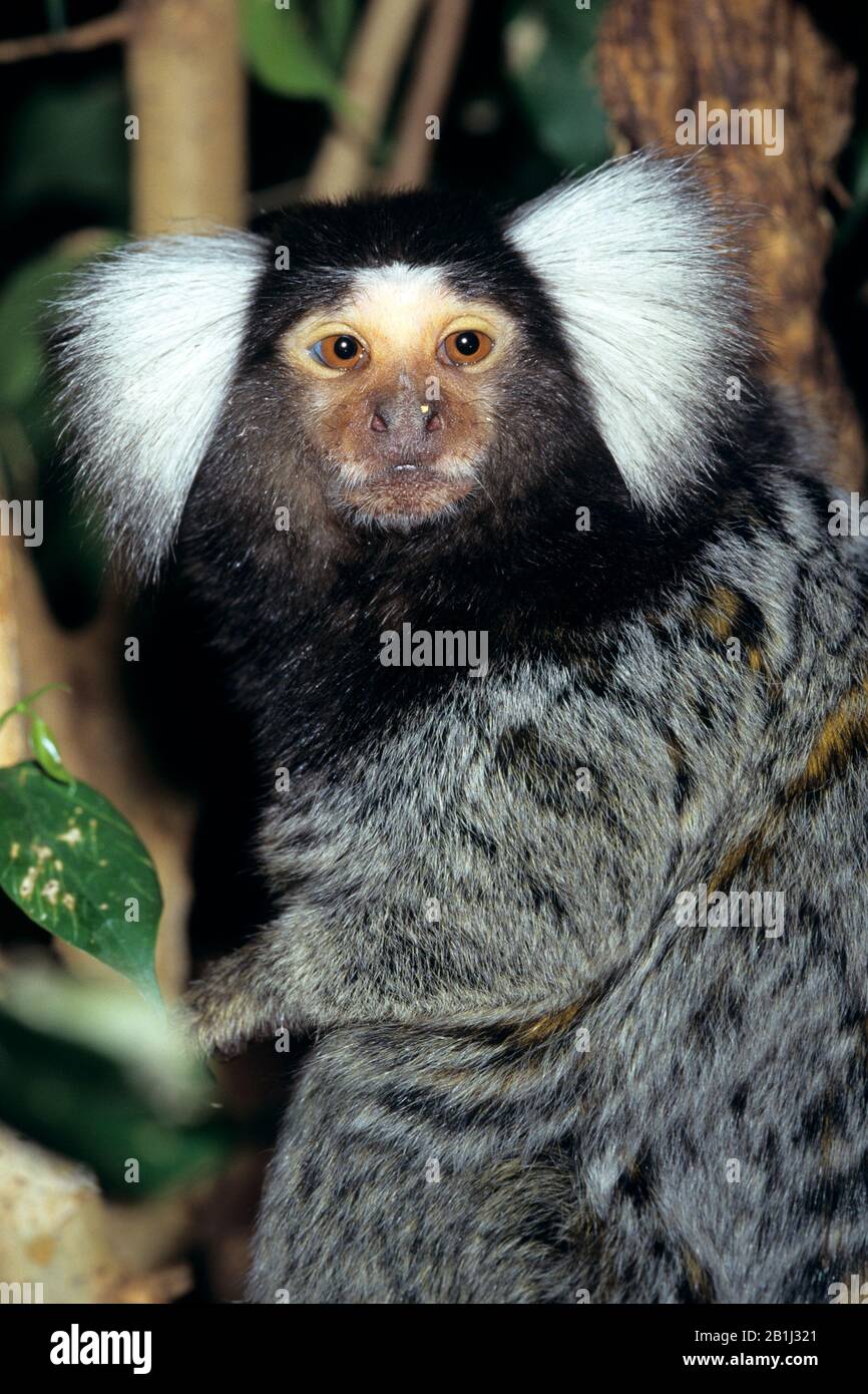 Weissbueschelaffe Common Marmoset Ouistiti Callithrix Jacchus Stock Photo Alamy