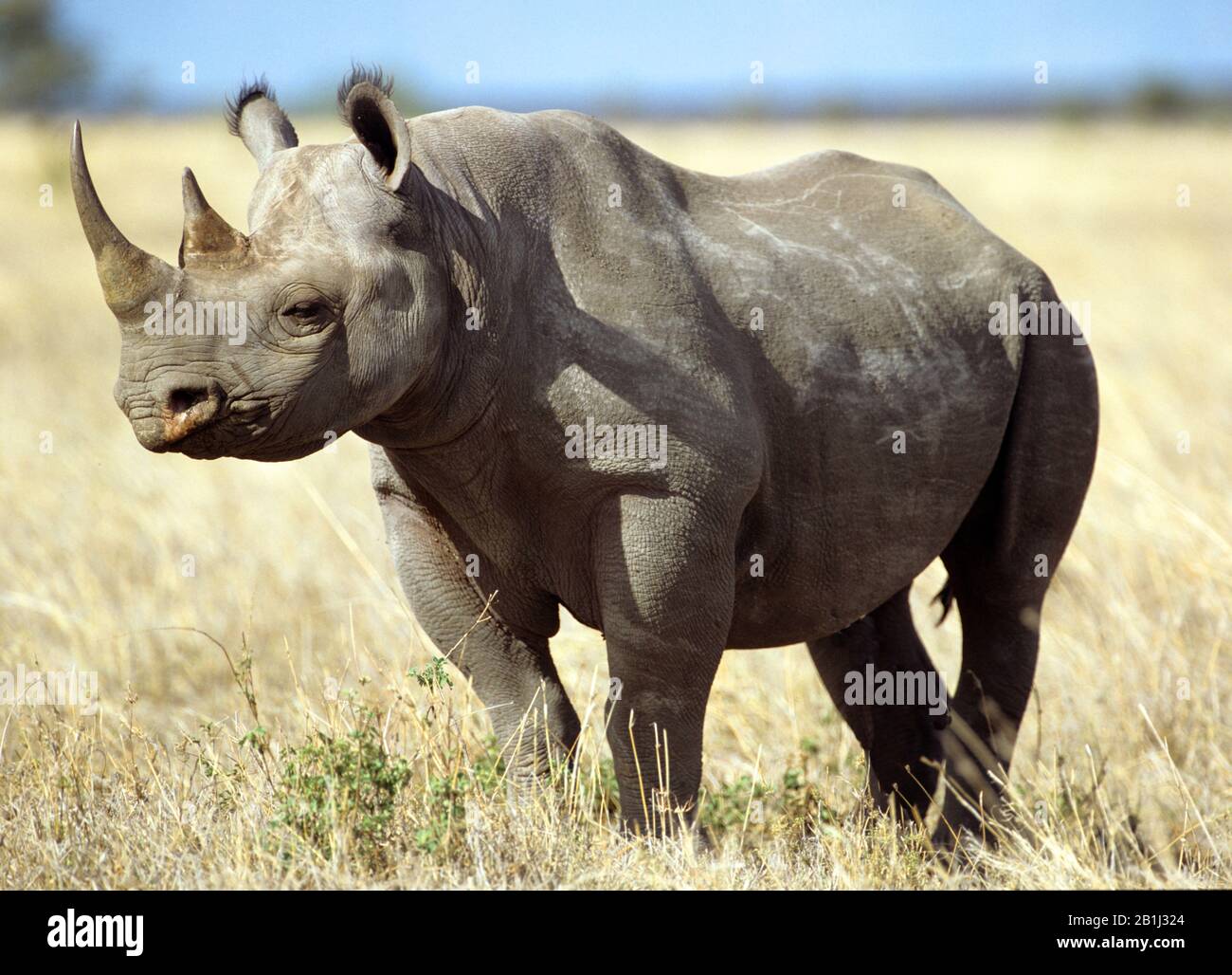 Spitzmaulnashorn, Black Rhinoceros, (Diceros bicornis Stock Photo - Alamy