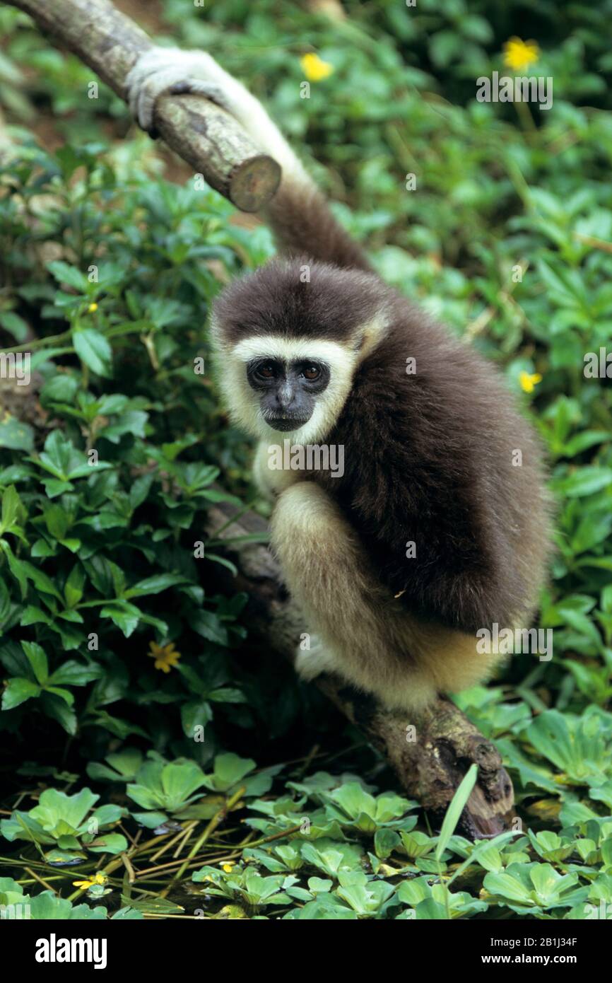 Ungka, Agile Gibbon, (Hylobates agilis) Stock Photo