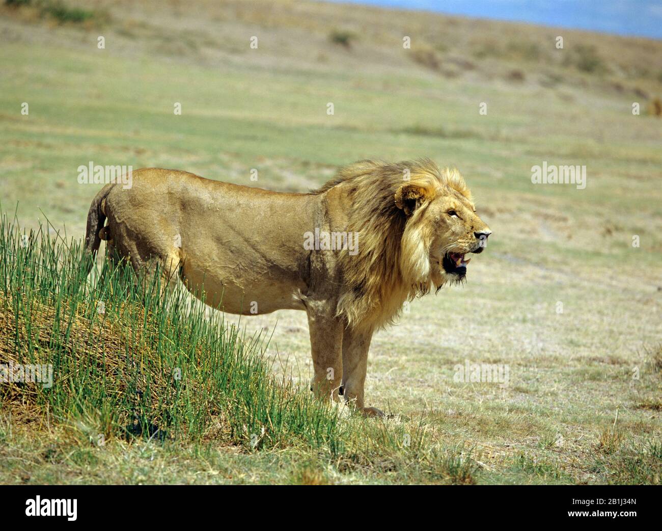 Maennlicher Loewe, (Panthera leo) Stock Photo