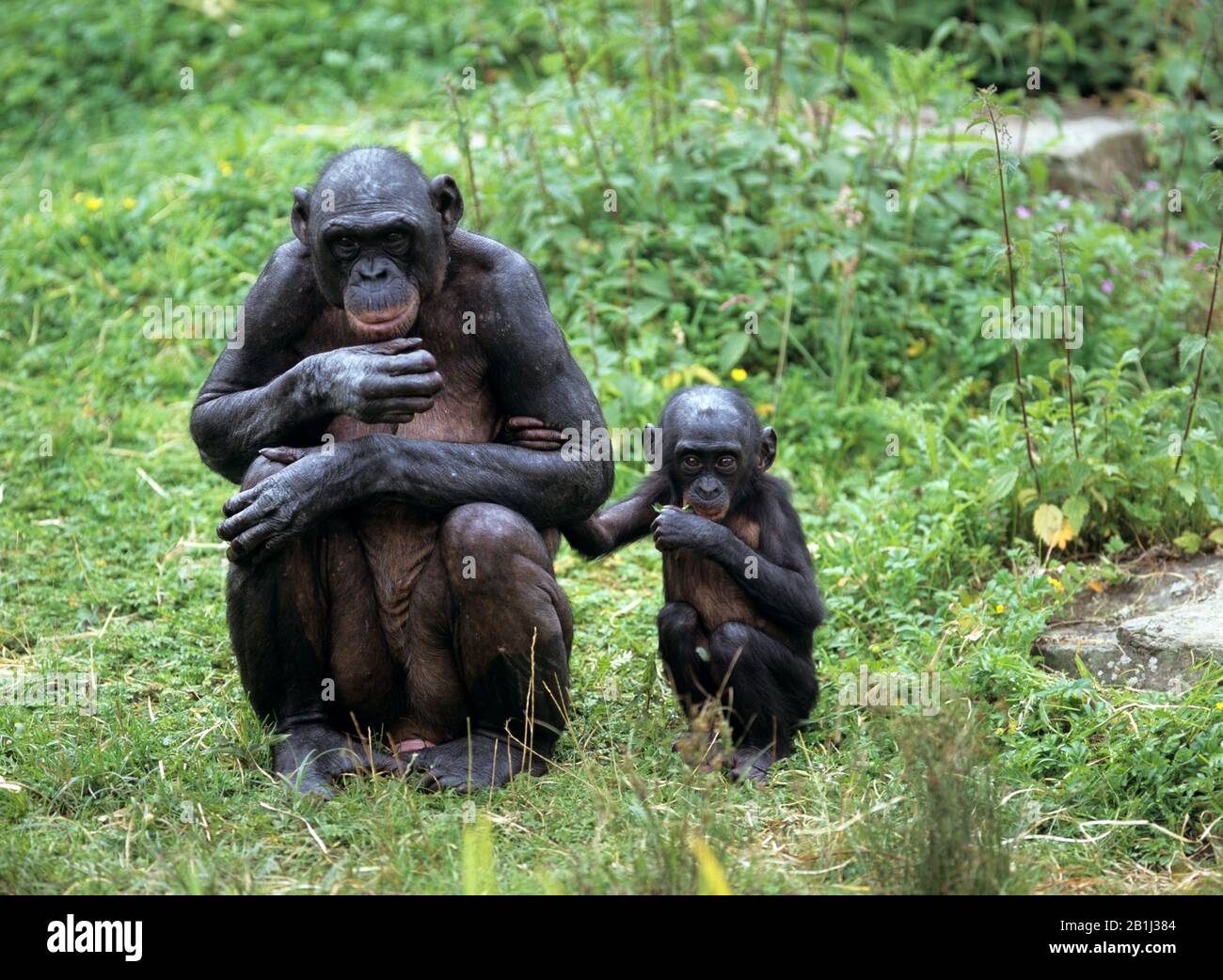 Schimpansenfamilie, (Pan Paniscus) Stock Photo