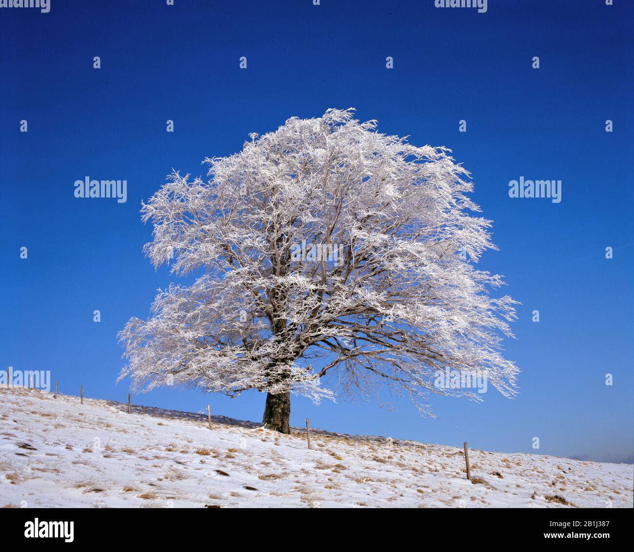 Buche im Winter, (Fagus Sylvatica Stock Photo Alamy