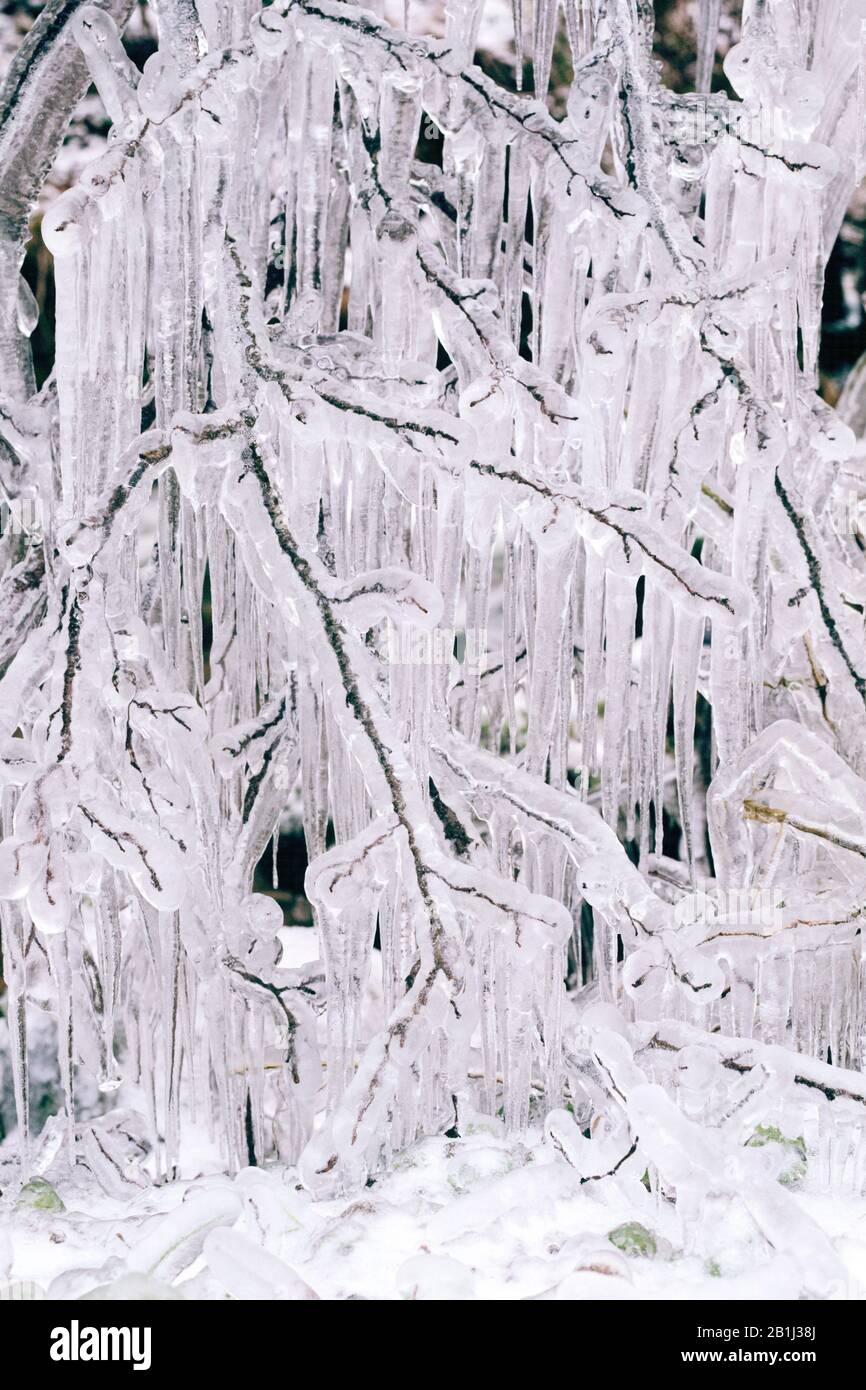 Vereister Baum im Winter, Detail, Aeste Stock Photo