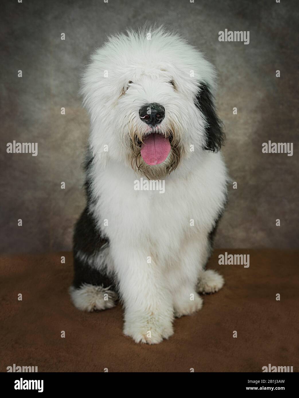 cute old english sheepdog