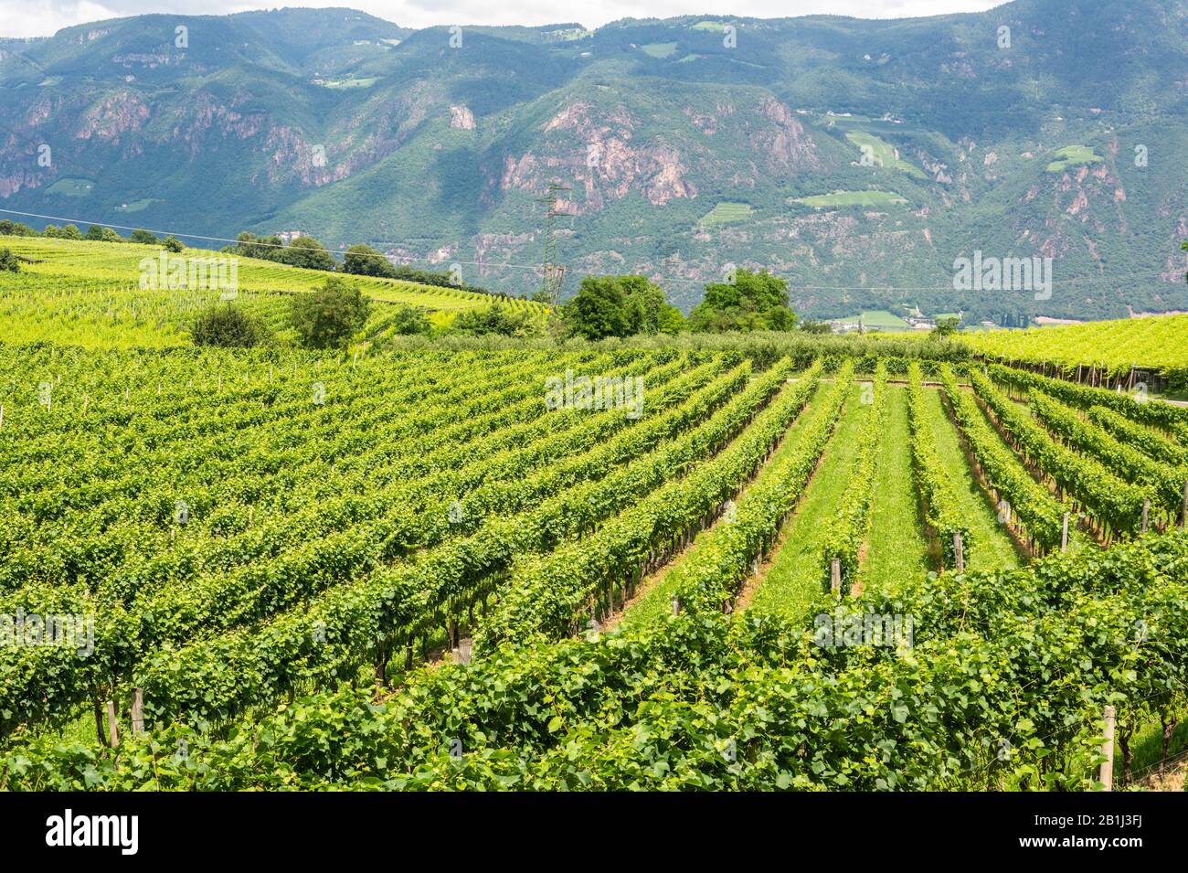 Vineyard in Girlan village of South Tirol, Italy. Stock Photo