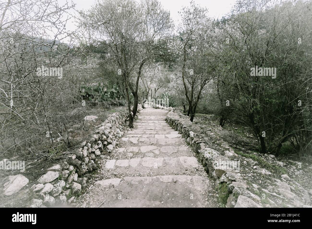 Hike in the Jerusalem Mountains, ancient stairs leading to an ancient and large pool. Winter, sataf reserve. For short, challenging walking enthusiast Stock Photo