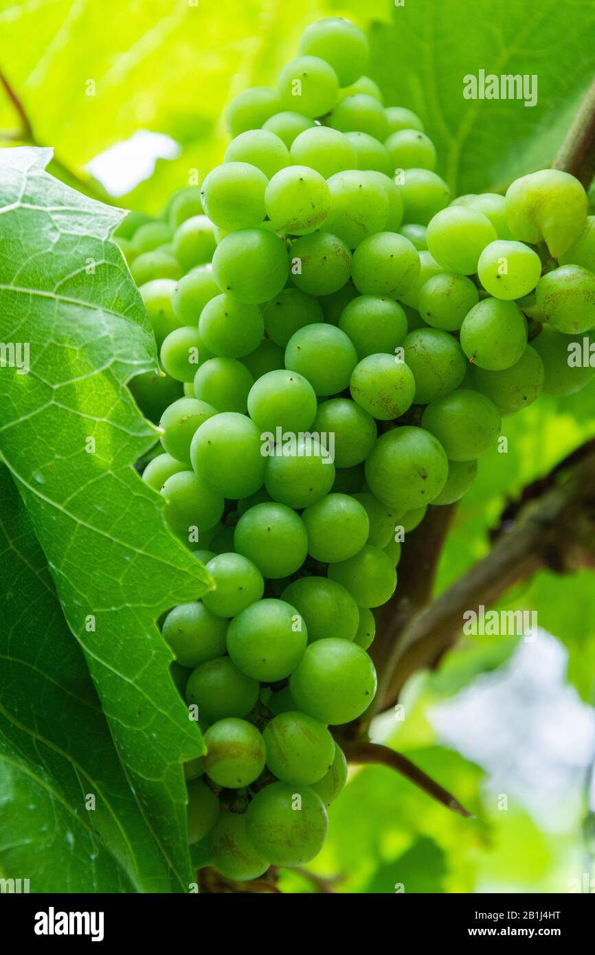 Grapes vine cultivation horticulture hi-res stock photography and ...