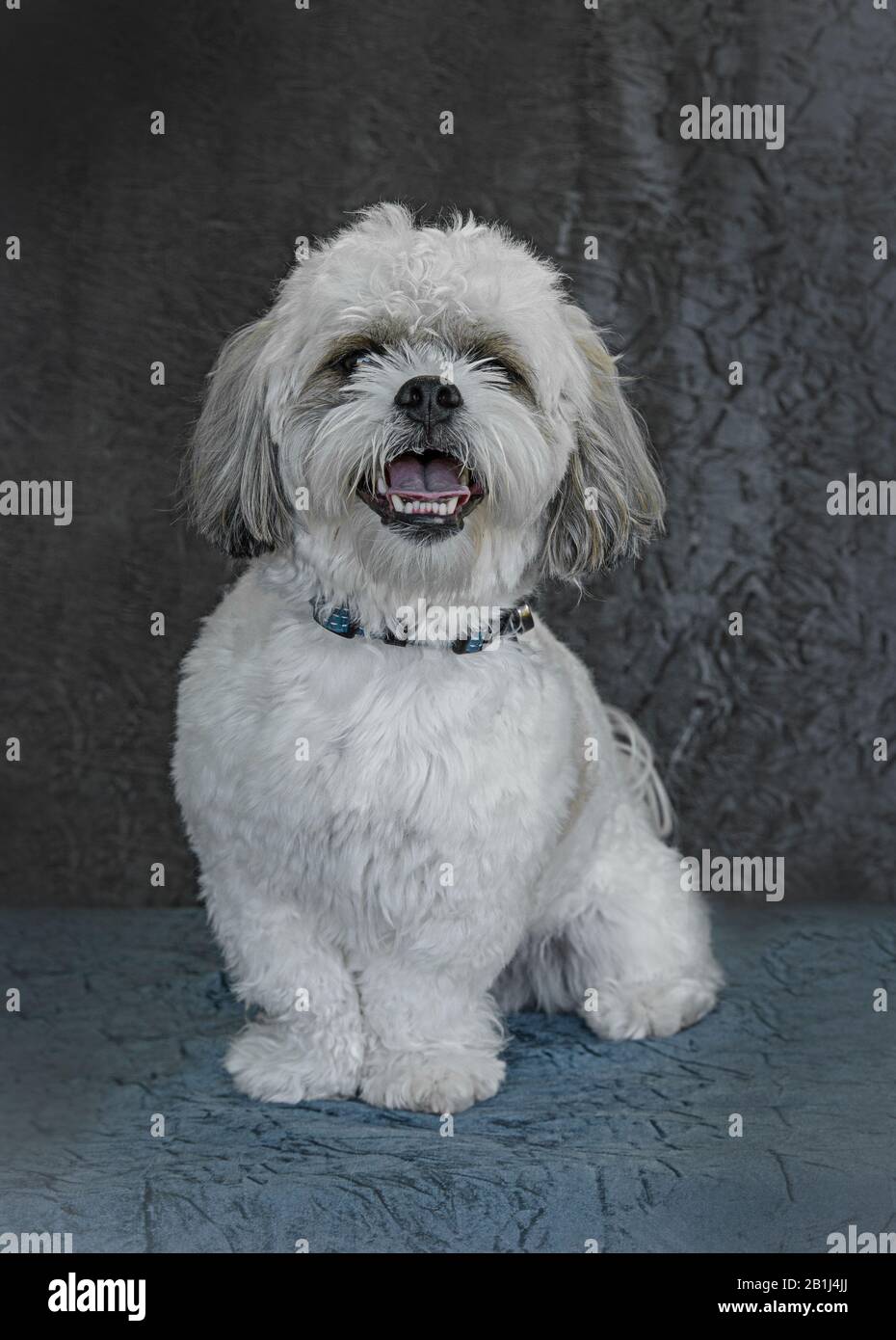 Lhasa apso curly discount hair