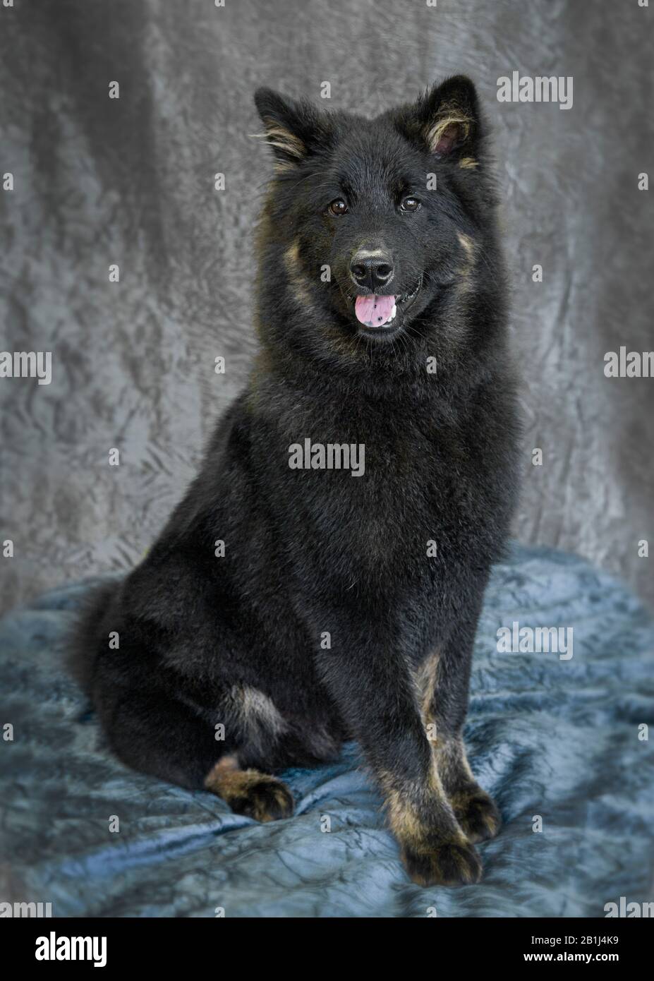 eurasier black