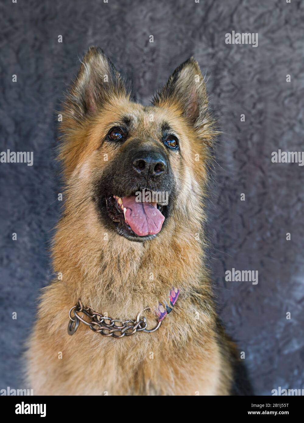 Alsatian dog dogs hi res stock photography and images Page 20