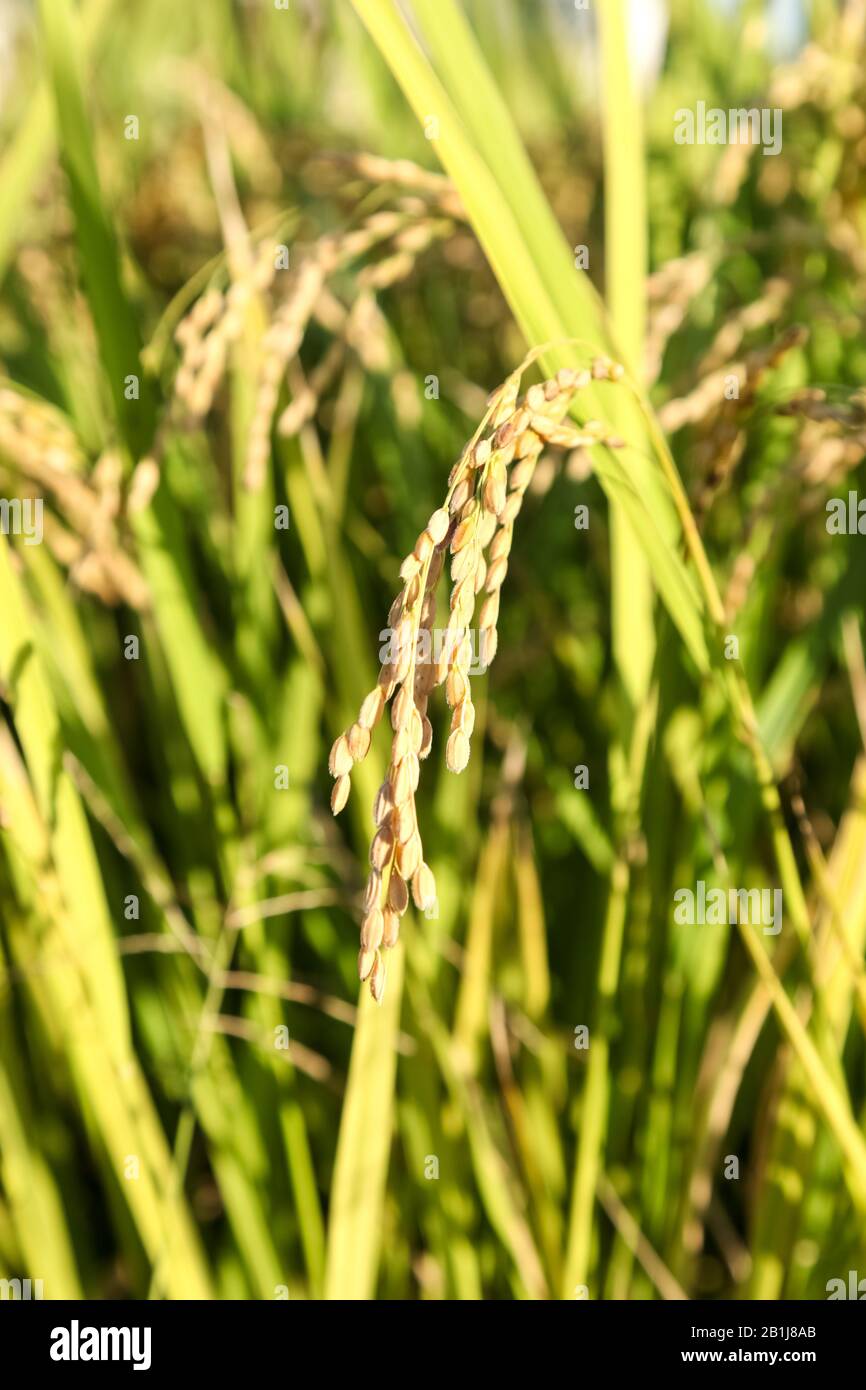 Ripening rice in a paddy field., Green rice plant Stock Photo - Alamy