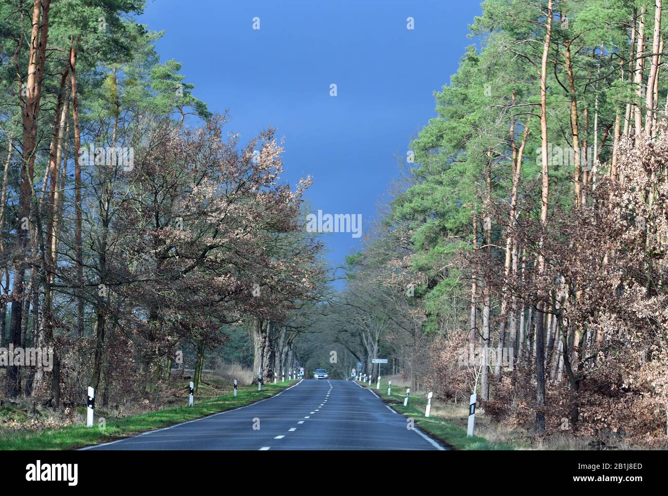 25 February 2020, Brandenburg, Beelitz/Ot Kanin: While the trees along the L88 road leading to the Emstal are bathed in sunlight, the sky indicates the approaching rain with its dark blue colour. Photo: Soeren Stache/dpa-Zentralbild/ZB Stock Photo