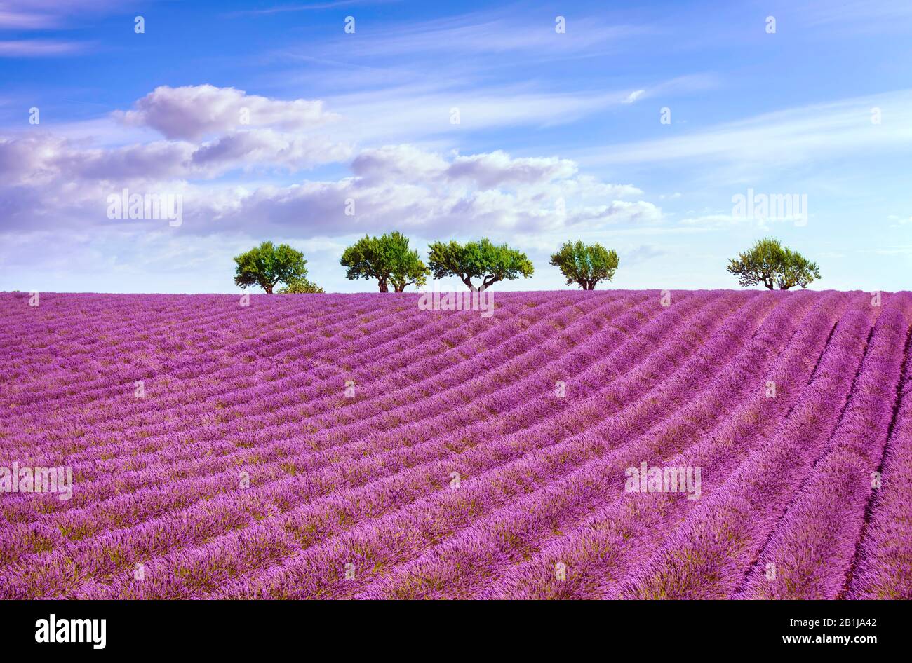 Blooming lavender and trees on the top of the hill. Valensole, Provence, France, Europe. Stock Photo