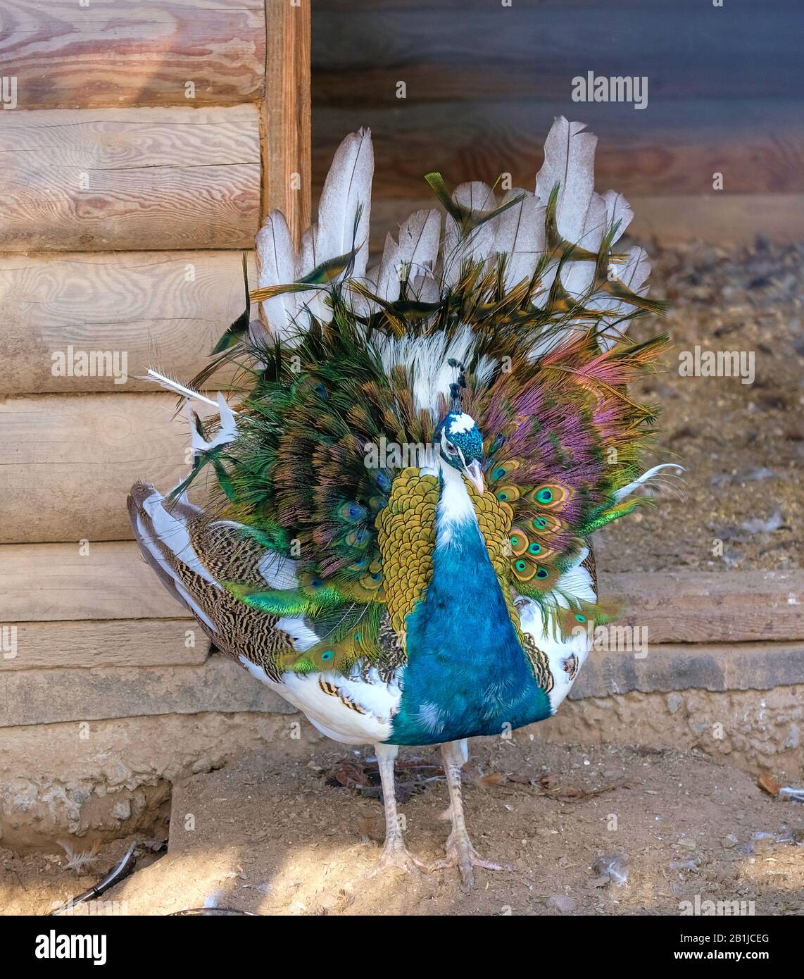 Small peacock unraveling a bright colored tail against the background of a barn Stock Photo