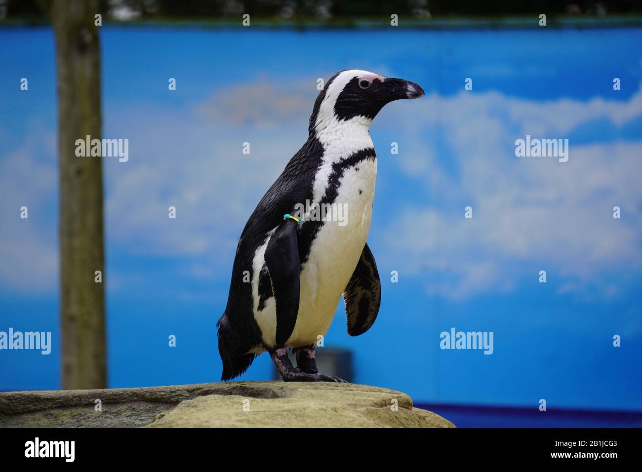 African penguin Stock Photo