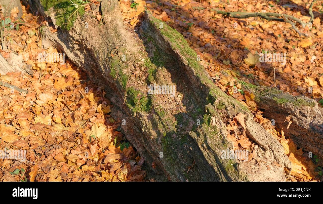 Old fallen rotten tree on a background of red foliage Stock Photo