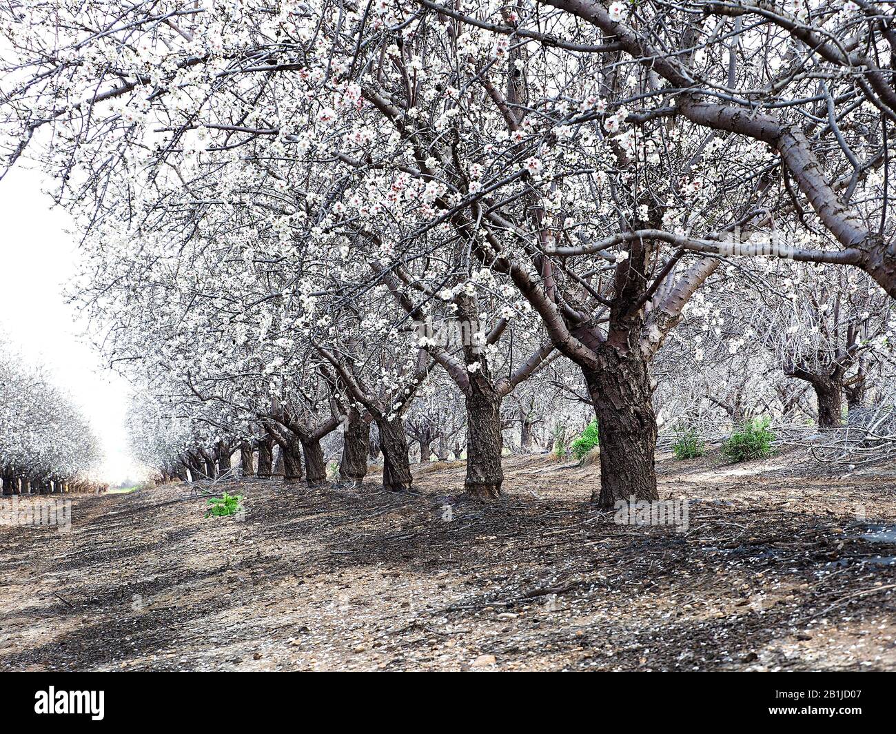 Almond trees covered with white flowers, like snow. Stock Photo