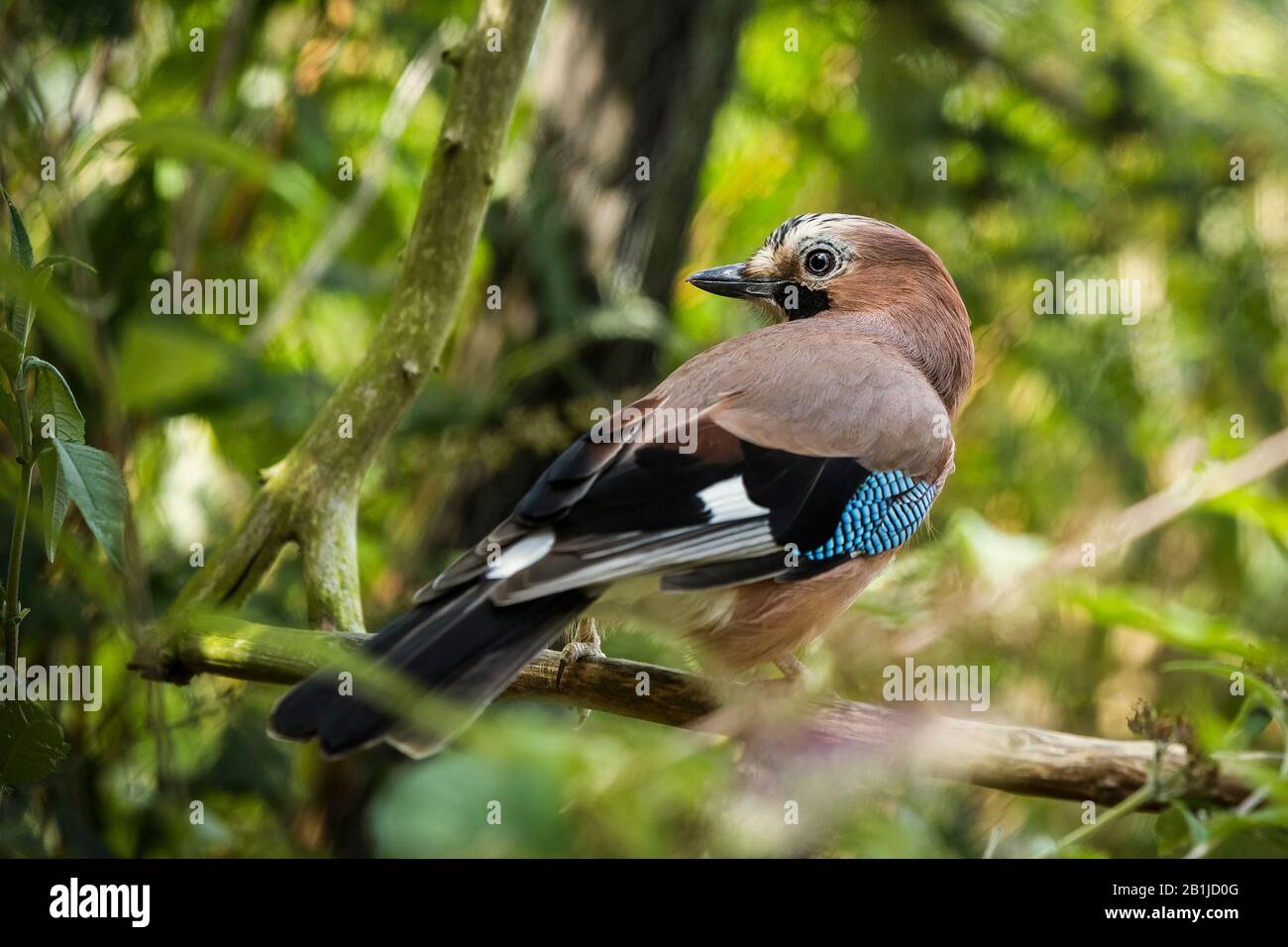 Eurasian Jay, Garrulus glandarius close up and perched on a tree branch, with a bokeh forest background. Stock Photo