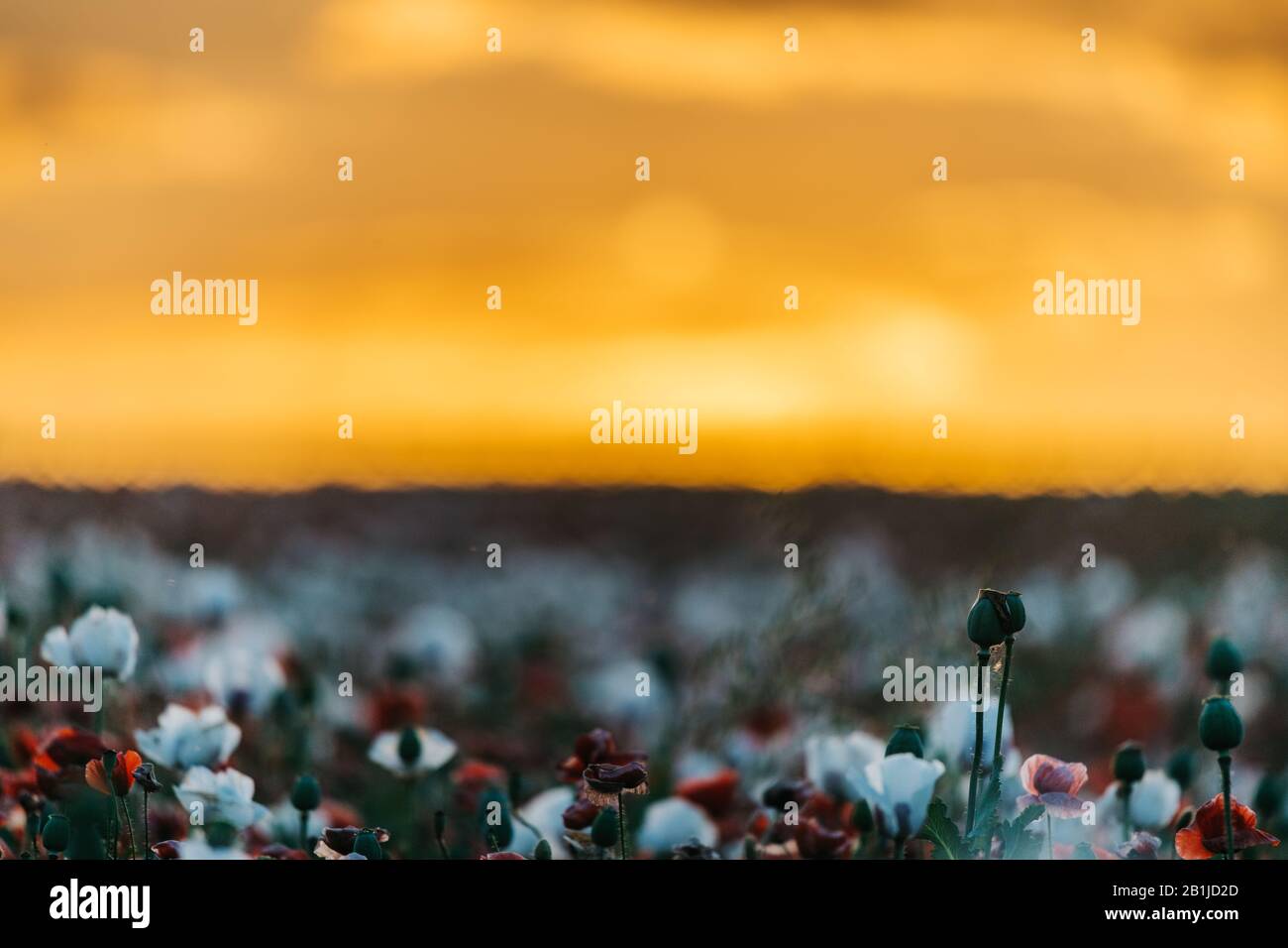 Red poppy field sunset hi-res stock photography and images - Alamy