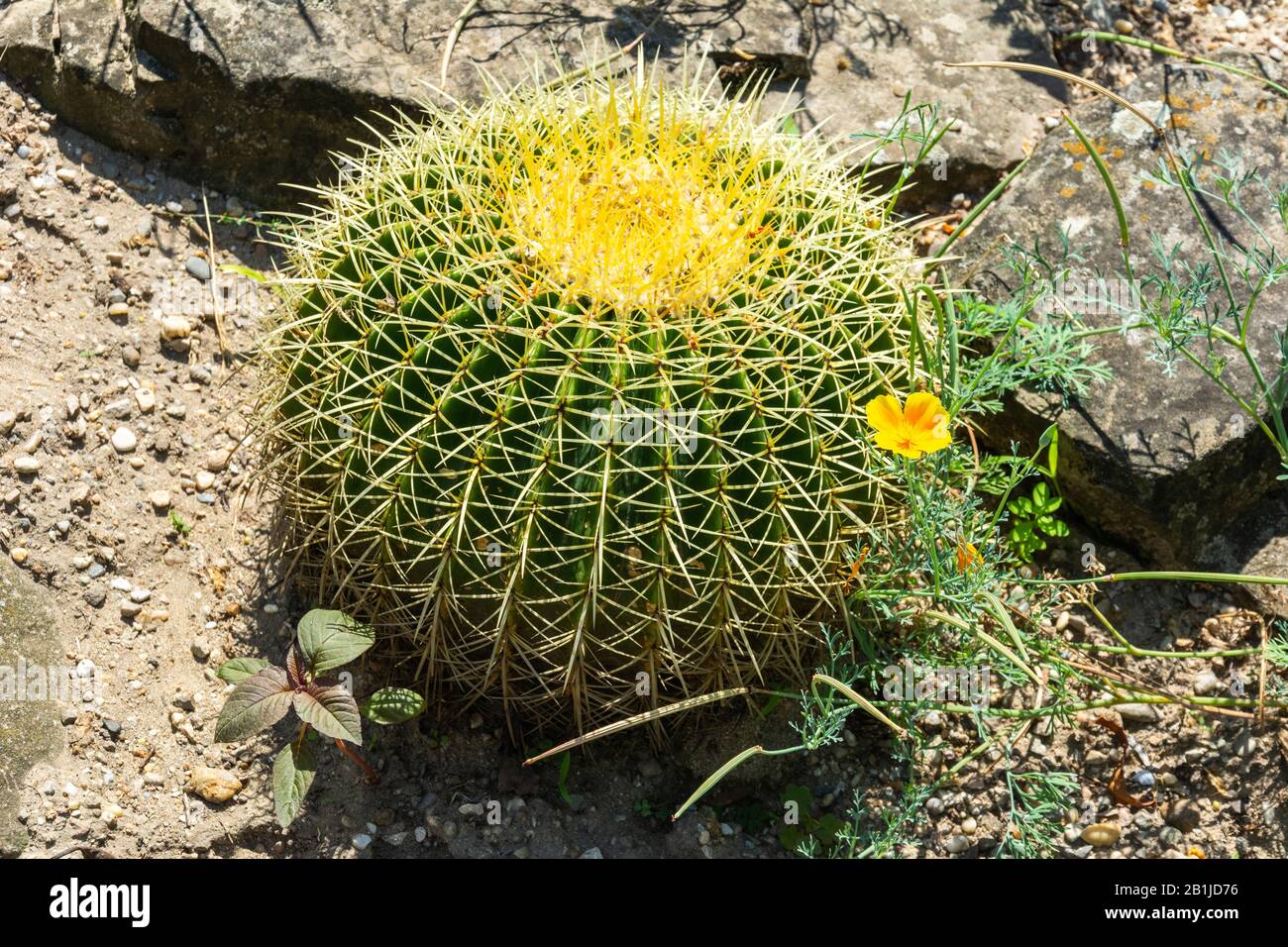Echinocactus grusonii cactus, popularly known as the golden barrel cactus, is endemic to east-central Mexico. Stock Photo