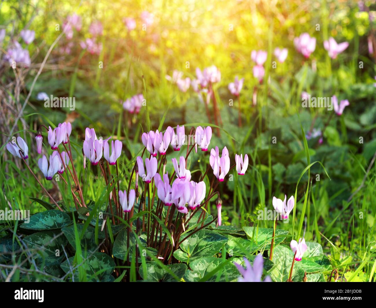 Wild cyclamens in the sunshine in the early morning. Stock Photo