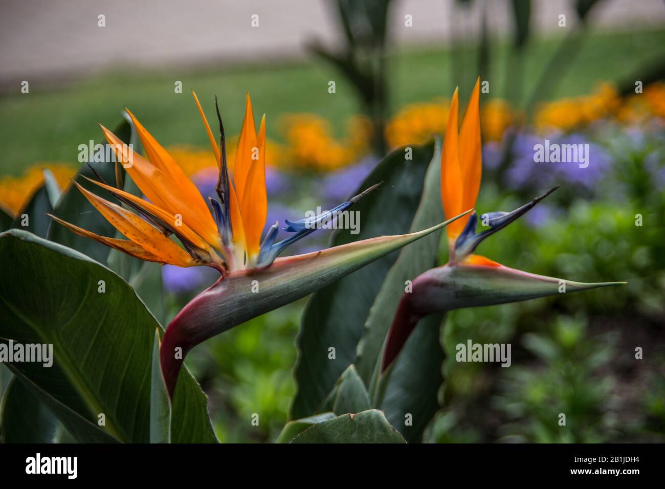 orange blossoms of the bird of paradise flower Stock Photo