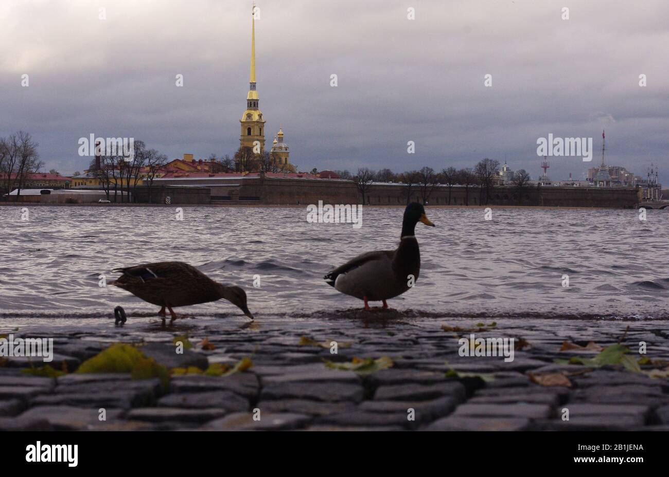Ducks on a stone block on the background of Peter and Paul Fortress in St. Petersburg. Stock Photo