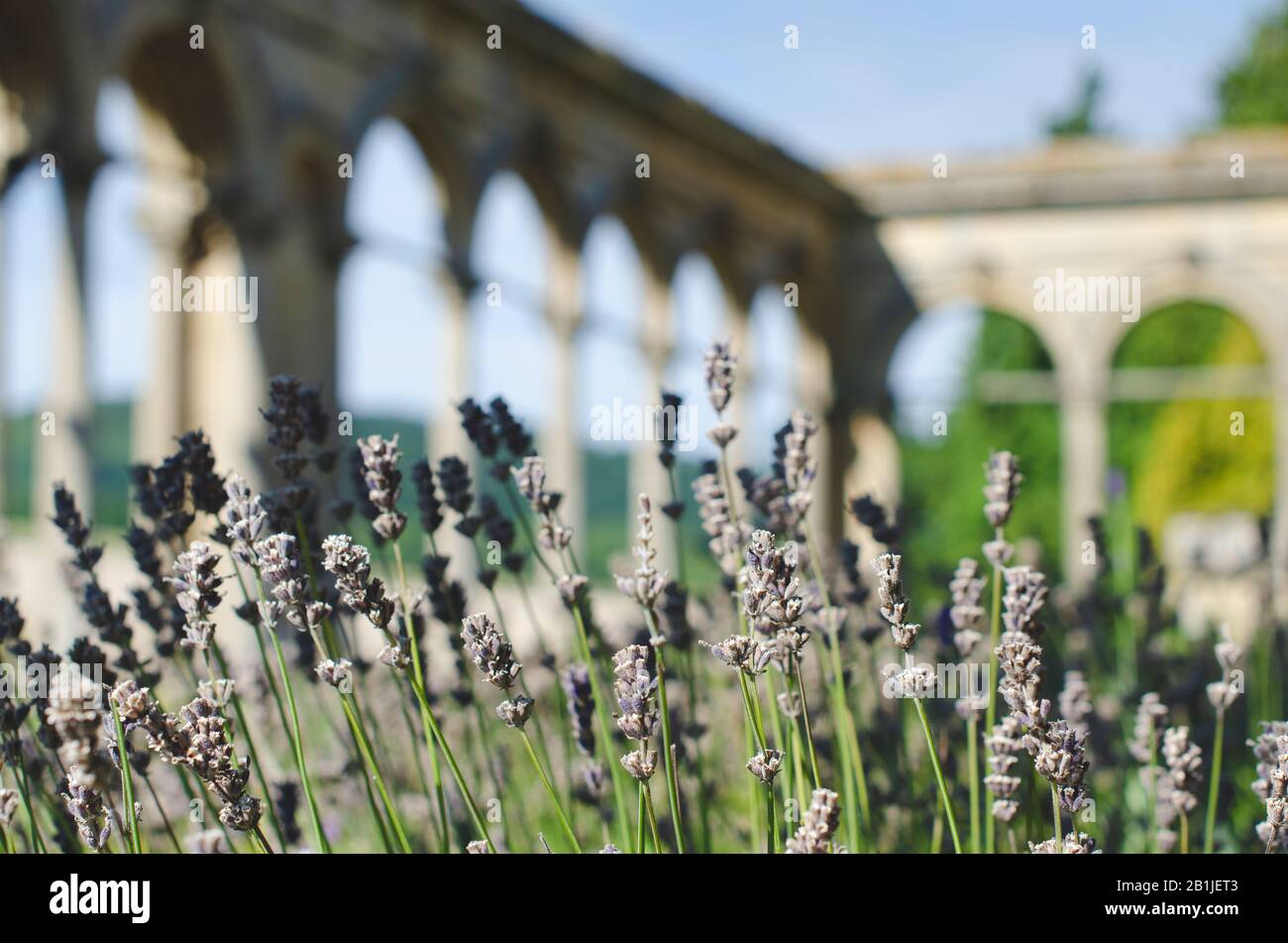 Lavender at Witley Court, Great Witley, Worcestershire, England Stock Photo