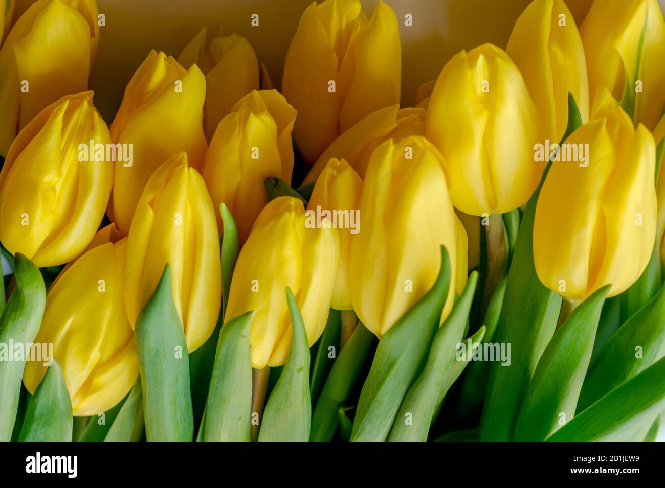 Bunch of yellow tulips Stock Photo - Alamy