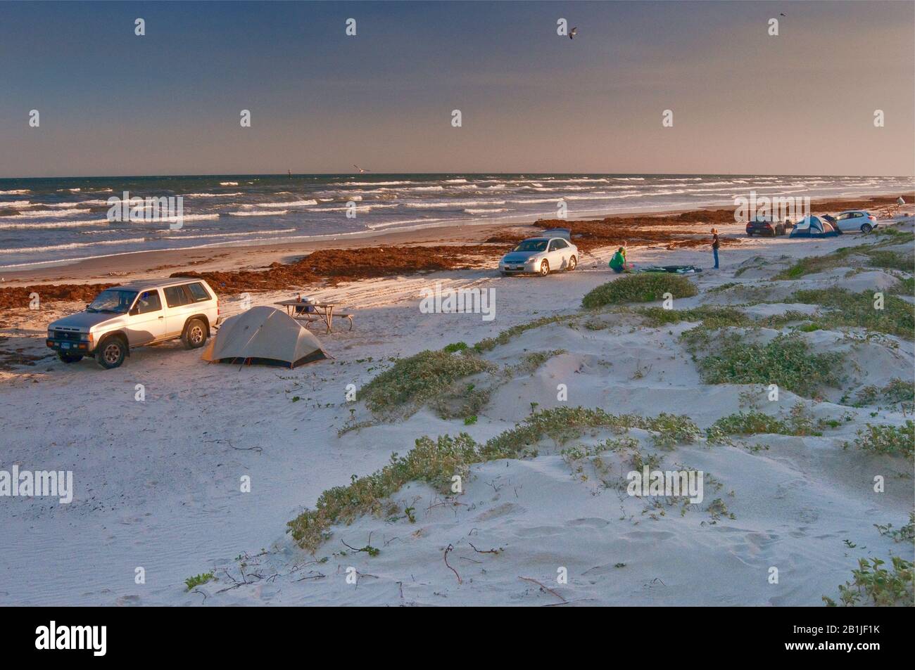Camping on beach, covered with seaweeds, Gulf of Mexico, Mustang Island